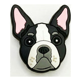 Boston Terrier